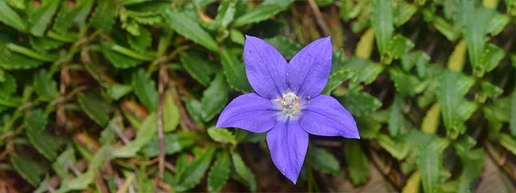 Royal Bluebell Flower, Wahlenbergia Gloriosa, Wildflower