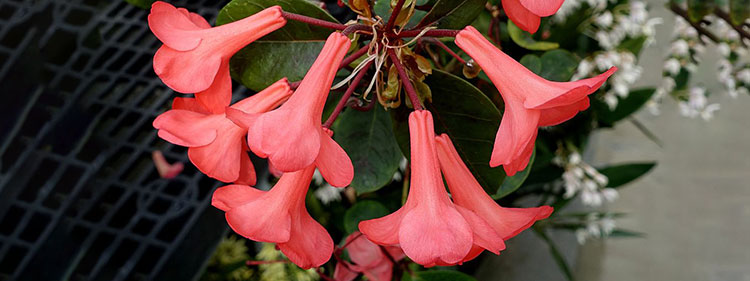 Rhododendron lochiae Flowers
