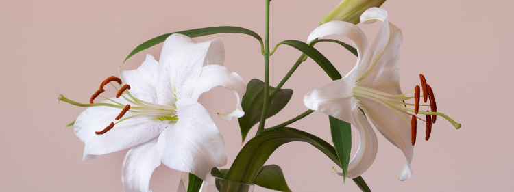 Two white lilies in a glass
