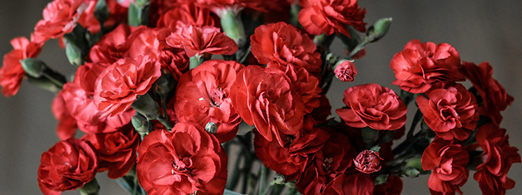 Bunch of red petaled flowers
