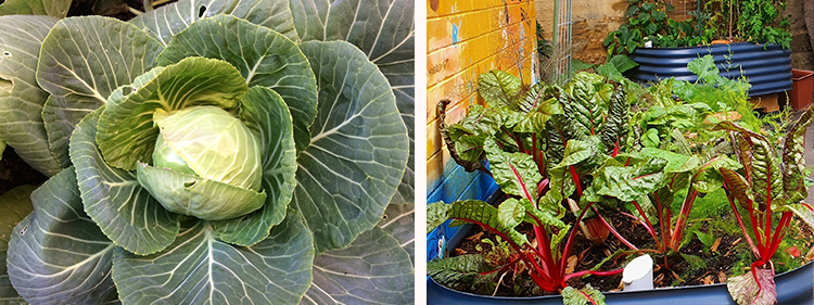 Vegetables from Millers Point Community Garden