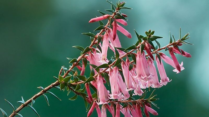 Pink Heath