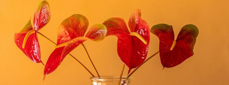 red Anthuriums