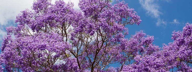 Jacaranda Tree Australia