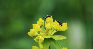 yellow flower with ants
